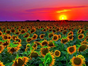 Nice sunflowers, west, sun