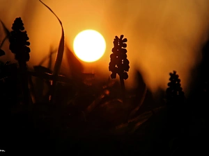 sun, Muscari, west