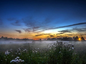 west, Fog, Thistles, sun