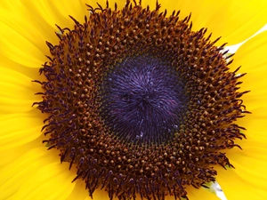 Centre, sunflower