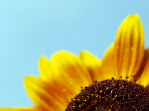 rapprochement, Colourfull Flowers, sunflower