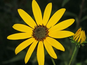 Sunflower decorative