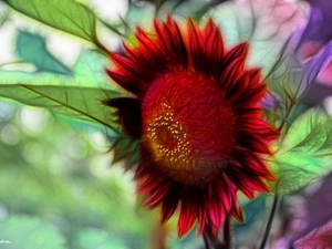 Sunflower decorative, Fractalius