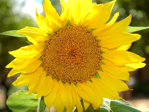 gold, Sunflower