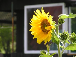 speed, sunflower