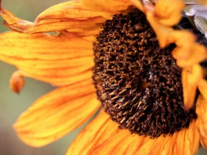 withered, Sunflower