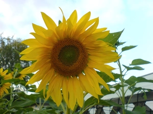 Sunflower