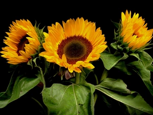 bouquet, sunflowers