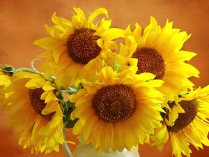 bouquet, sunflowers