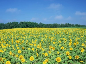 Field, sunflowers