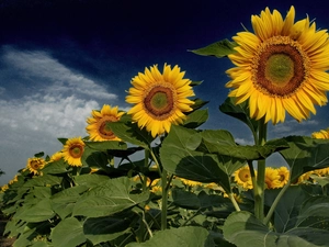 line, sunflowers