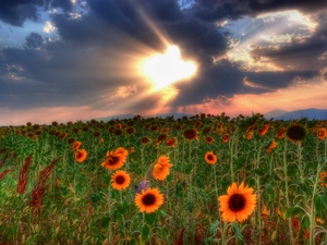 Field, Nice sunflowers