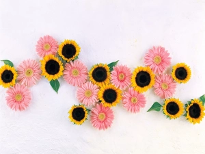 gerberas, Nice sunflowers