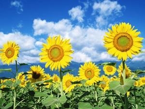 Yellow, Nice sunflowers