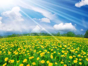 sunny, Sky, Meadow, rays, dandelions