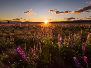 Sunrise, clouds, Flowers, lupine, Meadow