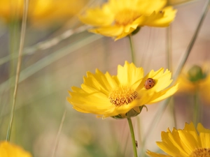 Early Sunrise, Flowers, ladybird, Yellow