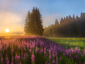 trees, Flowers, Fog, Lythrum Salicaria, Meadow, viewes, Sunrise