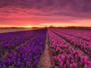 Great Sunsets, Flowers, Hyacinths, Field