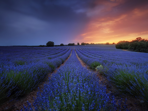 trees, Field, Great Sunsets, evening, viewes, lavender