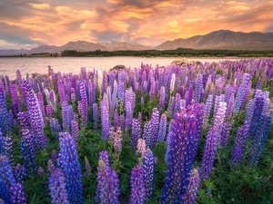 Great Sunsets, Mountains, Tekapo Lake, lupine, New Zeland