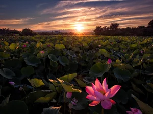 Great Sunsets, Plantation of Flowers
