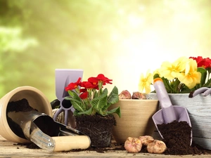 box, composition, tools, Supplies, pots, primroses