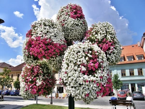 surfinia, trees, Bouquets