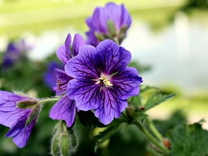 Geranium Magnificum, purple, Flowers