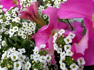 Pink, White, Flowers, surfinia