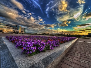 clouds, flower-bed, Surfinie