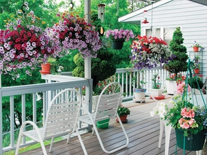 Surfinie, terrace, Flowers