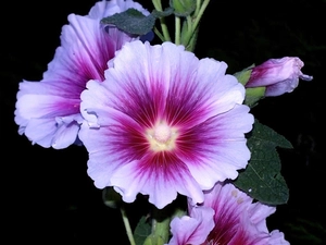 Surfinie, white, purple