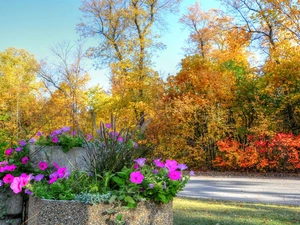 flowerbed, Surfinie, trees, viewes, autumn