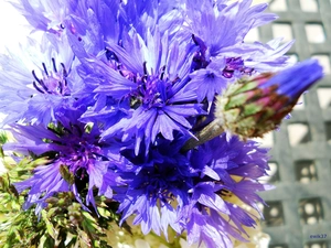 table, cornflowers, Wildflowers
