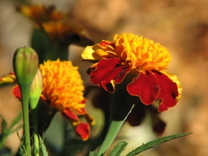 Tagetes