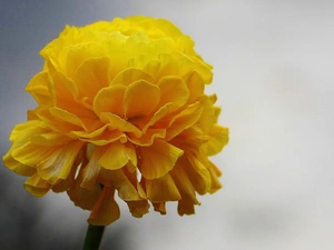 Tagetes