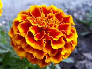 Tagetes
