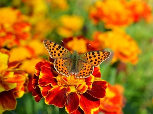 Argynnis, blurry background, Tagetes, butterfly, Colourfull Flowers