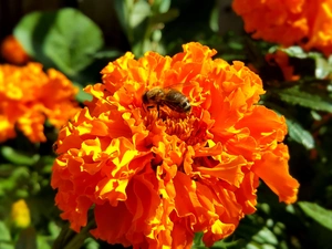 Tagetes, bee
