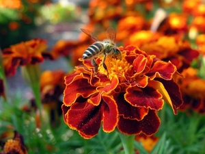 Tagetes, bee