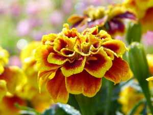 Blossoming, drops, rapprochement, Tagetes