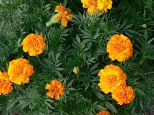 Tagetes built