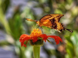 Tagetes, butterfly