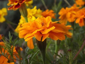 Yellow Honda, Colourfull Flowers, Tagetes