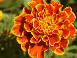 Tagetes, Orange, flower