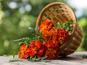 Tagetes, basket, Flowers