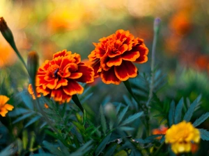 Flowers, Tagetes