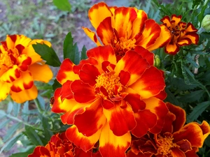 Tagetes, yellow, Red