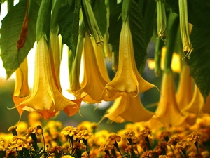 stramonium, Yellow, Flowers, Tagetes